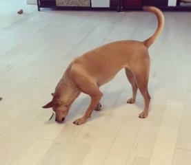 萌翻！国外一小狗屡败屡战顽强战“豆”