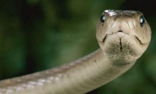 非洲死神是黑曼巴蛇，它的毒无药可解