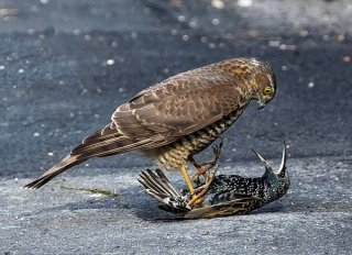 可怜燕八哥被饥饿雀鹰压倒在地