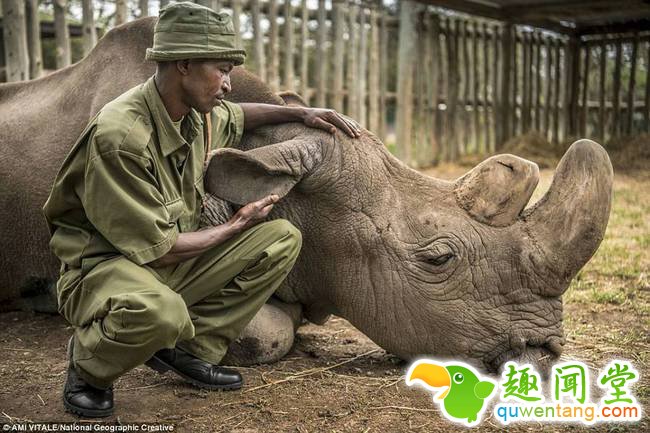 在它出生的1973年，这个星球上还有1000只它的同类；而现在只剩下2只，都是雌性，都是它的后代——女儿和孙女。继2011年西黑犀灭绝之后，北白犀即将成为第二个被盗猎毁灭的犀牛亚种。