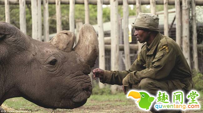 “苏丹”是全世界最后一只有繁殖能力的北白犀雄性，如今自然繁衍维系种族可能性已经永远消失。研究人员保存了它的精子和组织样本，但这些年的人工繁殖并没有收获，短时间内也不见得能有所改观。