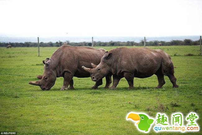 更为不幸的是，目前幸存的两头雌犀都是“苏丹”的直系后代，严重近亲繁殖的种群也几乎没有自然延续的长期可能。图为Najin(右)，苏丹的女儿，Patu(左)是它的孙女，现在是这一物种中仅剩两名成员。