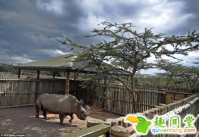 研究人员称?！八盏ぁ钡乃?，是人类无视自然的最新残酷象征。