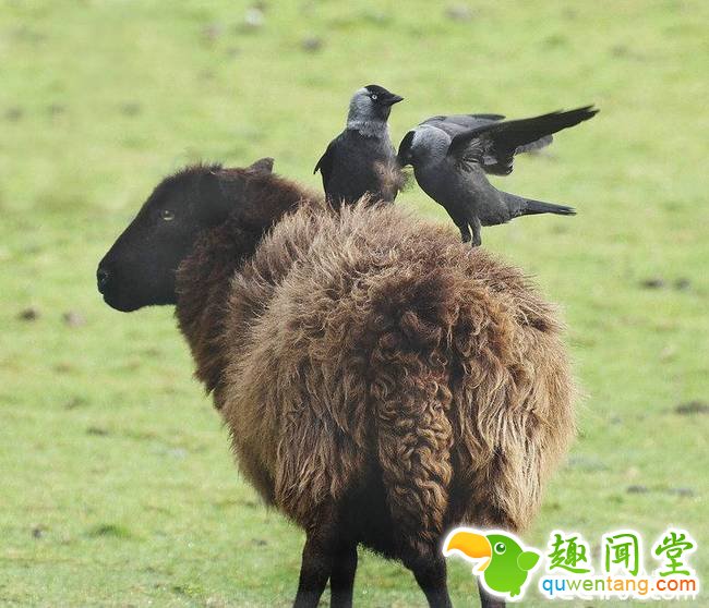 央视网消息：野生动物摄影师Alan Price在英国威尔士捕捉到神奇的一幕，几只绵羊在草地上悠闲地晒太阳，全然没觉察到几只寒鸦偷悄从它们身上啄下一撮又一撮蓬松的羊毛，飞到树林里或烟囱顶“盖房”。 视觉中国