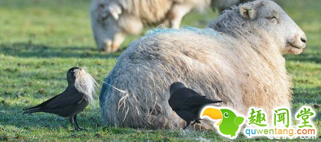 央视网消息：野生动物摄影师Alan Price在英国威尔士捕捉到神奇的一幕，几只绵羊在草地上悠闲地晒太阳，全然没觉察到几只寒鸦偷悄从它们身上啄下一撮又一撮蓬松的羊毛，飞到树林里或烟囱顶“盖房”。 视觉中国