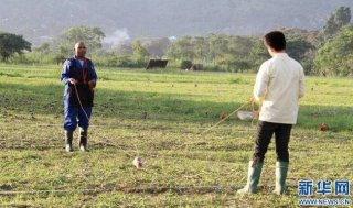 工兵挖地雷 巨鼠在行动