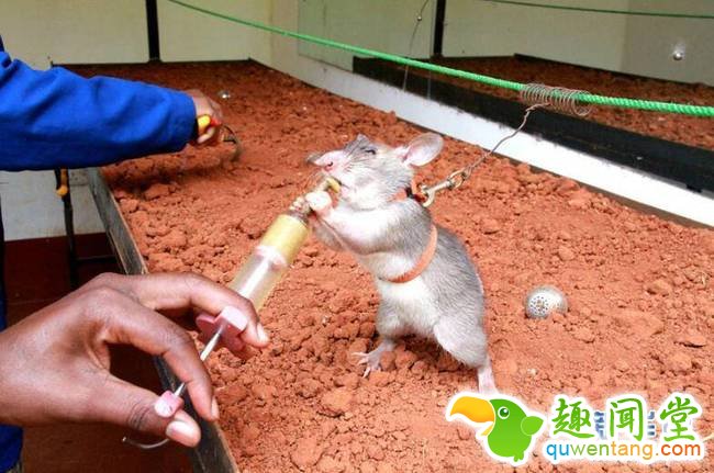 3月23日，在坦桑尼亚莫罗戈罗省，一只非洲巨颊囊鼠在接受扫雷训练。引擎声打破坦桑尼亚乌卢古鲁山日出前的寂静。工作人员将二十几只非洲巨颊囊鼠装上卡车，运往山脚下的探雷训练基地。这些平均身长达25厘米、体重约1公斤的巨鼠将在那里接受特殊训练，“出师”后化身“扫雷鼠”帮助人类排除地雷隐患。每年的4月4日是“国际提高地雷意识和协助地雷行动日”。今年的“行动日”前，记者前往坦桑尼亚莫罗戈罗省，非政府组织阿波波研究机构正在那里对一群巨鼠展开特殊扫雷训练和演练。新华社记者李斯博摄