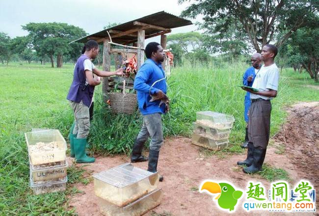 3月23日，在坦桑尼亚莫罗戈罗省，来自阿波波研究机构的工作人员在扫雷训练开始前为非洲巨颊囊鼠检查身体。引擎声打破坦桑尼亚乌卢古鲁山日出前的寂静。工作人员将二十几只非洲巨颊囊鼠装上卡车，运往山脚下的探雷训练基地。这些平均身长达25厘米、体重约1公斤的巨鼠将在那里接受特殊训练，“出师”后化身“扫雷鼠”帮助人类排除地雷隐患。每年的4月4日是“国际提高地雷意识和协助地雷行动日”。今年的“行动日”前，记者前往坦桑尼亚莫罗戈罗省，非政府组织阿波波研究机构正在那里对一群巨鼠展开特殊扫雷训练和演练。新华社记者李斯博摄