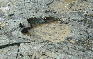 苏格兰发现世界最大恐龙足迹 可追溯到1