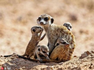 南非雄性猫鼬小心看护幼崽 碰鼻安慰被赞