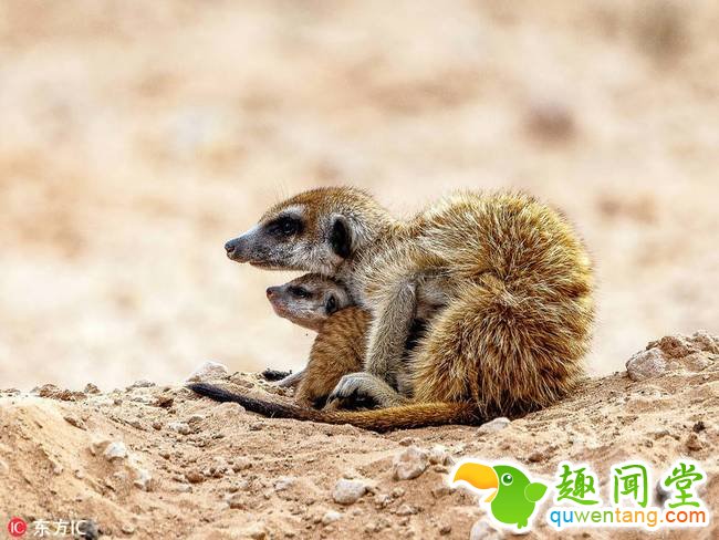 2018年4月4日报道，南非哈拉哈迪跨国公园，这位暖心的猫鼬保姆带着一群幼崽在外面玩耍，小心翼翼地照看它们。图片中，这只雄性猫鼬时而把小家伙们抱在怀里，时而趴在地上任小淘气们在它身上撒胡，时而又轻轻蹭其中一只小家伙的鼻子安慰它，在感知到危险后又慌忙把它们护到自己怀里，画面十分暖心。