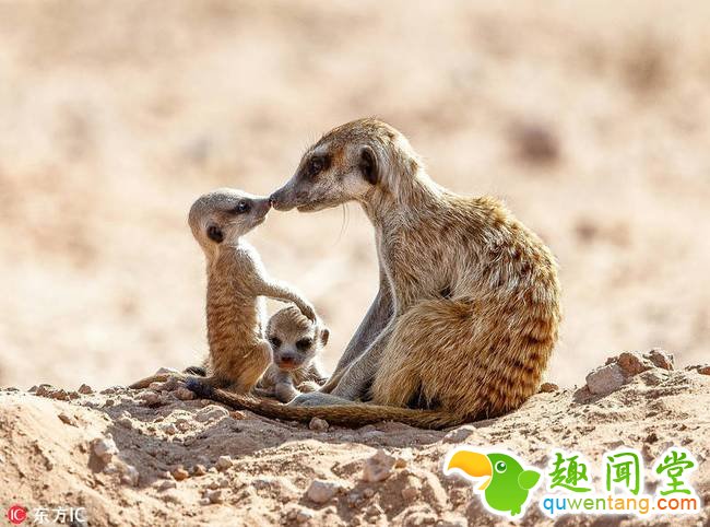 2018年4月4日报道，南非哈拉哈迪跨国公园，这位暖心的猫鼬保姆带着一群幼崽在外面玩耍，小心翼翼地照看它们。图片中，这只雄性猫鼬时而把小家伙们抱在怀里，时而趴在地上任小淘气们在它身上撒胡，时而又轻轻蹭其中一只小家伙的鼻子安慰它，在感知到危险后又慌忙把它们护到自己怀里，画面十分暖心。