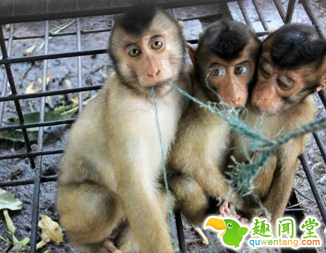 印尼帕里亚曼盛产椰子，当地人会利用长尾猴来自帮助采收椰子，给椰子剥壳。