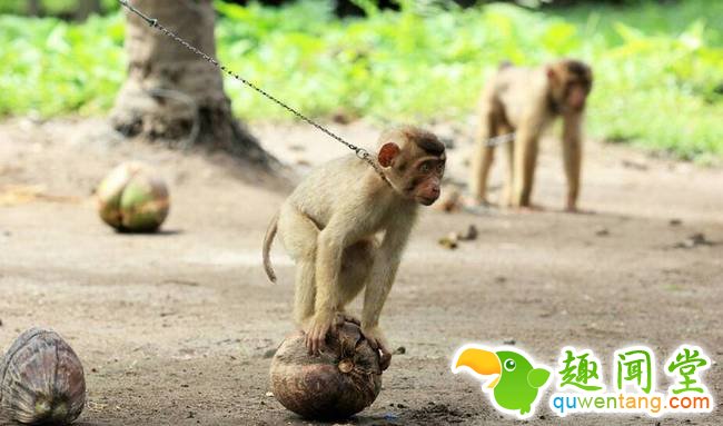 经过训练，它们将在采摘椰子方面给当地果农带来许多便利。