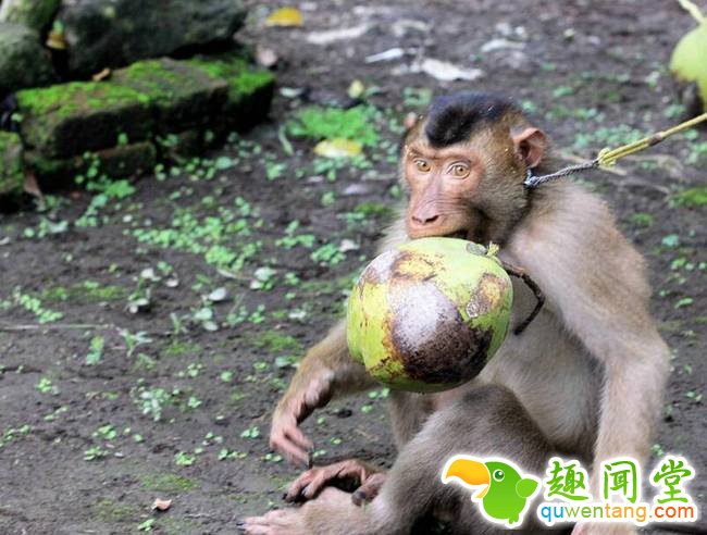 这些猴子平时被铁链栓着脖子，完全没了“山大王”的神采。