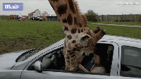 长颈鹿把头探进游客车窗内偷东西吃 险些