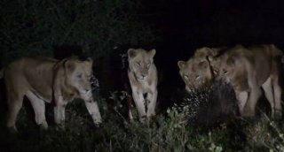 不可思议！ 非洲一豪猪只身吓跑七头饥饿