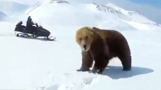 疯了吧！俄两男子追逐棕熊拍视频取乐