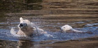 可爱！英国唯一北极熊幼崽与母亲水中悠闲