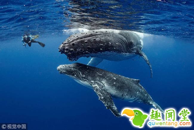 摄影师和座头鲸趣味同游 “好奇宝宝”甩尾互动(图)